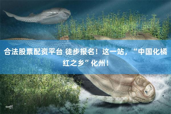 合法股票配资平台 徒步报名！这一站，“中国化橘红之乡”化州！